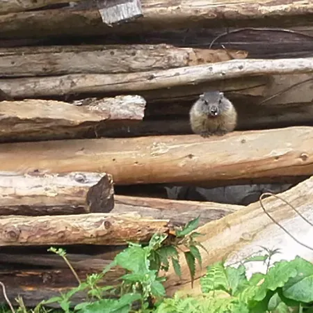 Gruberhof Vakantieboerderij *