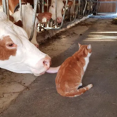 Gruberhof * Reith im Alpbachtal