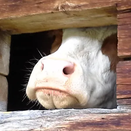 Gruberhof Reith im Alpbachtal